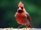 AI generated illustration of a red cardinal perched on the ground