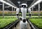 AI generated illustration of a robot amidst a field of lush vegetation in an industrial greenhouse