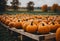 AI generated illustration of rows of pumpkins in a field surrounded by yellow autumn leaves