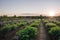 AI generated illustration of a scenic view of an organic farm at sunset, featuring lush vegetation