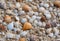 AI generated illustration of seashells scattered on sandy shore at the beach