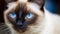 AI generated illustration of a Siamese cat with bright blue eyes, looking directly at the camera