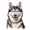 AI generated illustration of a Siberian Husky on a white background