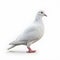 AI generated illustration of a single white pigeon on a bright white background