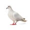 AI generated illustration of a single white pigeon on a bright white background