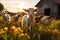 AI generated illustration of a small goat amidst a large herd of goats in a lush green field