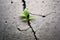 AI generated illustration of a small green plant growing through a crack in a concrete sidewalk