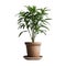 AI generated illustration of a small potted plant with lush green foliage on a white background