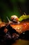 AI-generated illustration of a snail slowly crawling over a leaf covered in water droplets