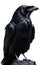 AI generated illustration of a solitary black raven perched atop a grey rock