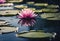 AI-generated illustration of a solitary pink waterlily elegantly situated in a serene pond