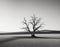 AI generated illustration of A solitary tree atop a hill