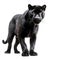 AI generated illustration of a stunning black panther against a white background