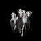 AI generated illustration of three majestic white horses running freely in a dark landscape