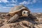 AI generated illustration of a turtle resting on a solitary beach