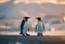 AI generated illustration of Two adorable penguins walking together in an outdoor setting