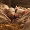 AI generated illustration of two piglets visible heads peeking out from under cozy blankets