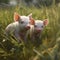 AI generated illustration of two pigs standing in a lush meadow of tall grass and wildflowers