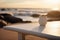 AI generated illustration of a vase on a white table on the beach at golden hour