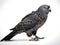 AI generated illustration of A vibrant African Grey Parrot