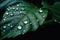 AI generated illustration of a vibrant green leaf featuring glistening rain droplets