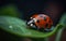 AI generated illustration of a vibrant ladybug atop a lush green leaf