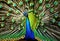 AI generated illustration of a vibrant peacock displayed in its full glory, with its feathers open