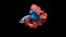 AI generated illustration of a vibrant Siamese Fighting Fish on a dark background