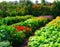 AI generated illustration of a vibrant vegetable garden with a variety of aromatic plants