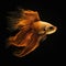 AI generated illustration of a vivid gold betta fish swimming against a black background