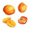 AI generated illustration of watercolor apricots on a white background