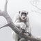 AI generated illustration of a white-crested chimpanzee perched on the tree