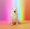 AI generated illustration of a white dog with tongue out sits by a rainbow wall