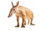 Ai Generated illustration Wildlife Concept of Aardvark Orycteropus 16 old