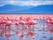 Ai Generated illustration Wildlife Concept of African flamingos