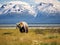 Ai Generated illustration Wildlife Concept of Alaska Brown Grizzly Bear Grazing in Katmai