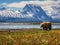 Ai Generated illustration Wildlife Concept of Alaska Brown Grizzly Bear Grazing in Katmai