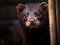 Ai Generated illustration Wildlife Concept of American Mink