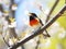 Ai Generated illustration Wildlife Concept of American Redstart Singing