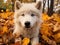 Ai Generated illustration Wildlife Concept of Arctic Wolf Looking at the Camera