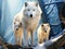 Ai Generated illustration Wildlife Concept of of Arctic Wolves