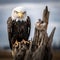 Ai Generated illustration Wildlife Concept of Bald Eagle Looking at You