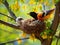 Ai Generated illustration Wildlife Concept of Baltimore Oriole feeding time