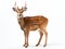 Ai Generated illustration Wildlife Concept of Beautiful sika deer