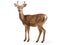 Ai Generated illustration Wildlife Concept of Beautiful sika deer