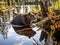 Ai Generated illustration Wildlife Concept of Beaver Dam