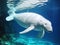 Ai Generated illustration Wildlife Concept of Beluga whale