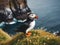 Ai Generated illustration Wildlife Concept of Bird Puffin