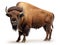 Ai Generated illustration Wildlife Concept of Bison isolated on white