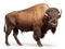 Ai Generated illustration Wildlife Concept of Bison isolated on white